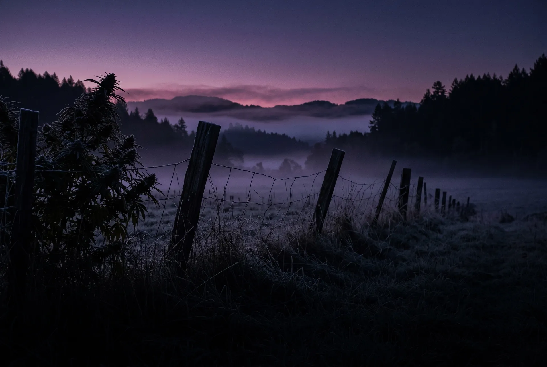 Listenbild Purple Heritage: Kalte Nacht über Mendocino