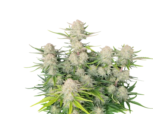Apricot Auto | AUTOFEM | Fast Buds - Freigestellt 2026-10-08