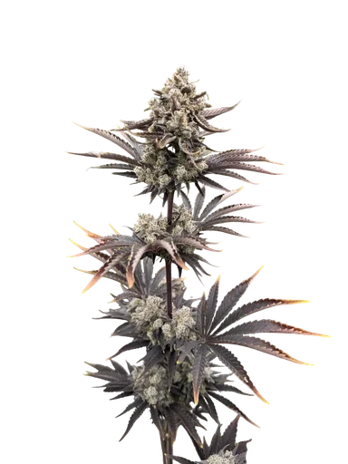 Banana Purple Punch Auto | AUTOFEM | Fast Buds - Freigestellt 2026-10-08
