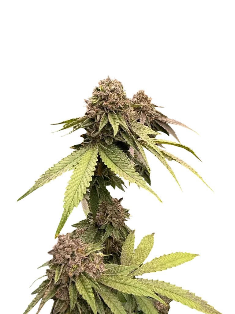 Biscotti Gelato | PHOTOFEM | Fast Buds - Freigestellt 2026-10-08