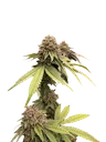 Biscotti Gelato | PHOTOFEM | Fast Buds - Freigestellt 2026-10-08