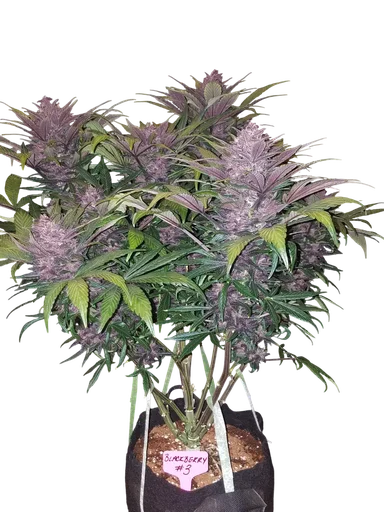 Blackberry Auto | AUTOFEM | Fast Buds - Freigestellt 2026-10-08