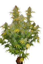 Blue Dream Auto – Galerieansicht