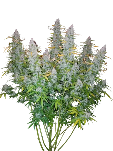 Californian Snow Auto | AUTOFEM | Fast Buds - Freigestellt 2026-10-08