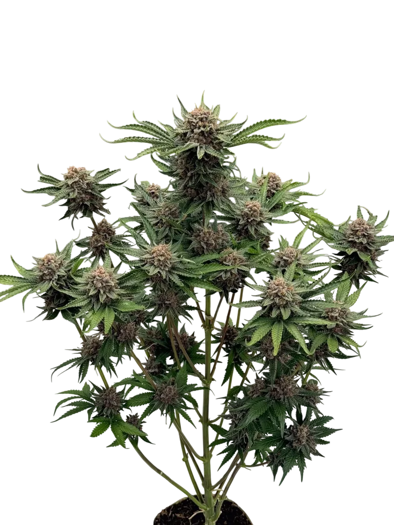 Cherry Cola Auto – Galerieansicht