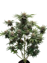 Cherry Cola Auto | AUTOFEM | Fast Buds - Freigestellt 2026-10-08