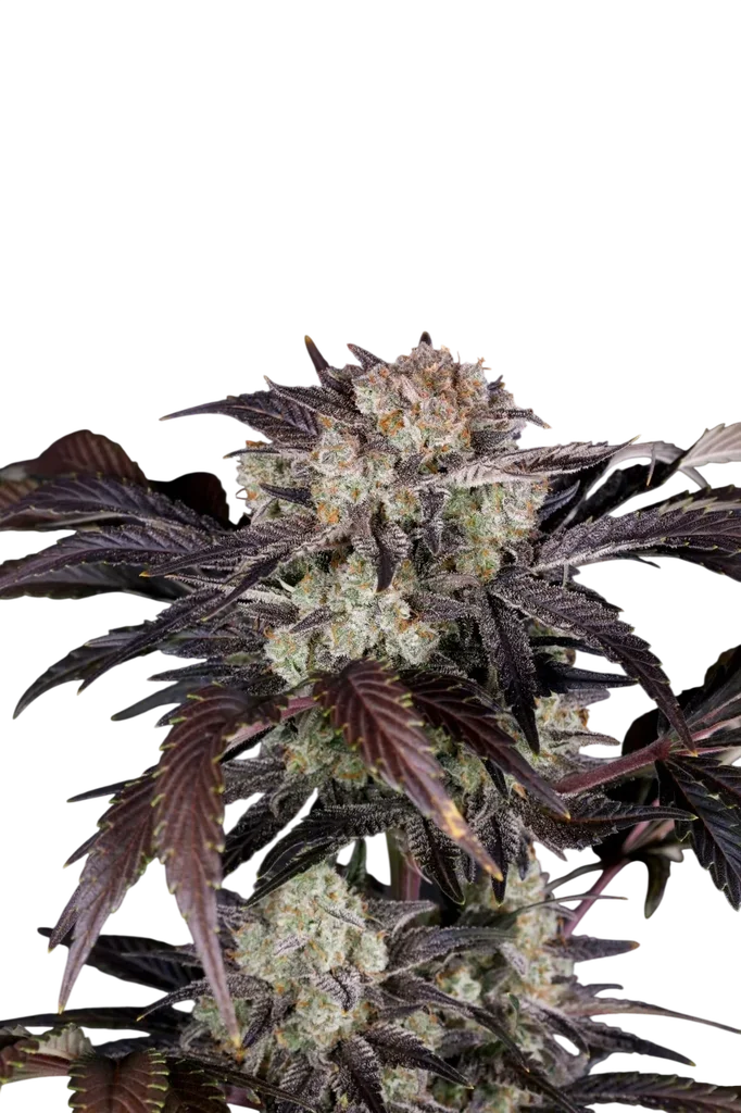 Frost Banger Auto – Galerieansicht