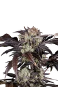 Frost Banger Auto | AUTOFEM | Fast Buds - Freigestellt 2026-10-08