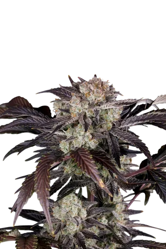 Frost Banger Auto | AUTOFEM | Fast Buds - Freigestellt 2026-10-08