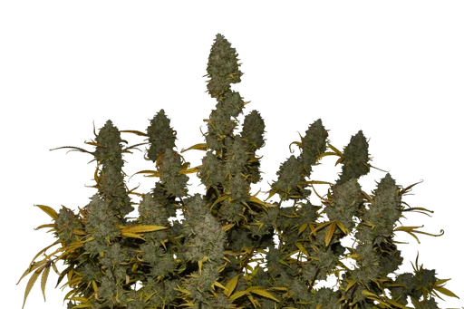 Gelato Auto | AUTOFEM | Fast Buds - Freigestellt 2026-10-08