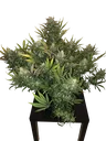 Gorilla Auto | AUTOFEM | Fast Buds - Freigestellt 2026-10-08