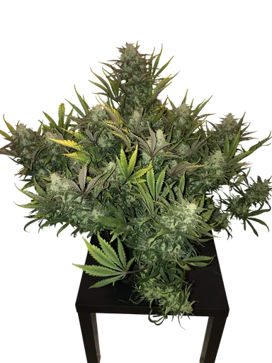 Gorilla Auto | AUTOFEM | Fast Buds - Freigestellt 2026-10-08