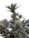 Guava Auto | AUTOFEM | Fast Buds - Freigestellt 2026-10-08