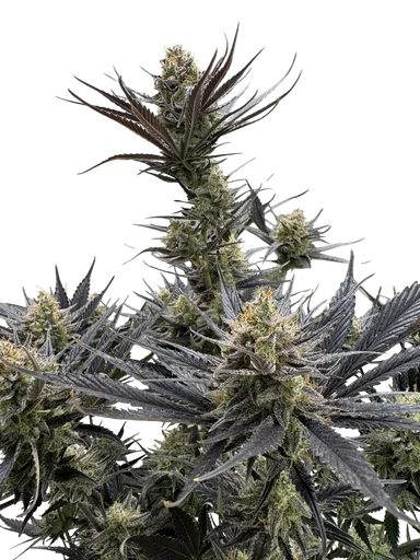 Guava Auto | AUTOFEM | Fast Buds - Freigestellt 2026-10-08