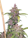 LSD-25 Auto | AUTOFEM | Fast Buds - Freigestellt 2026-10-08
