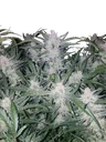 Mexican Airlines Auto | AUTOFEM | Fast Buds - Freigestellt 2026-10-08