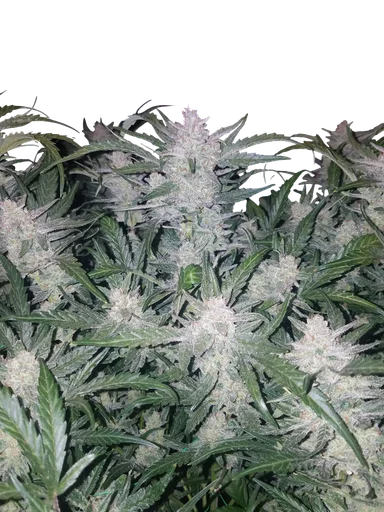 Mexican Airlines Auto | AUTOFEM | Fast Buds - Freigestellt 2026-10-08