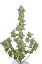 Orange Sherbet Auto | AUTOFEM | Fast Buds - Freigestellt 2026-10-08