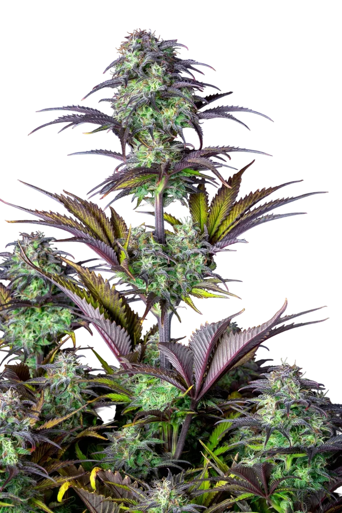 Original Blueberry Auto – Galerieansicht