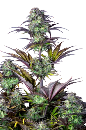 Original Blueberry Auto | AUTOFEM | Fast Buds - Freigestellt 2026-10-08