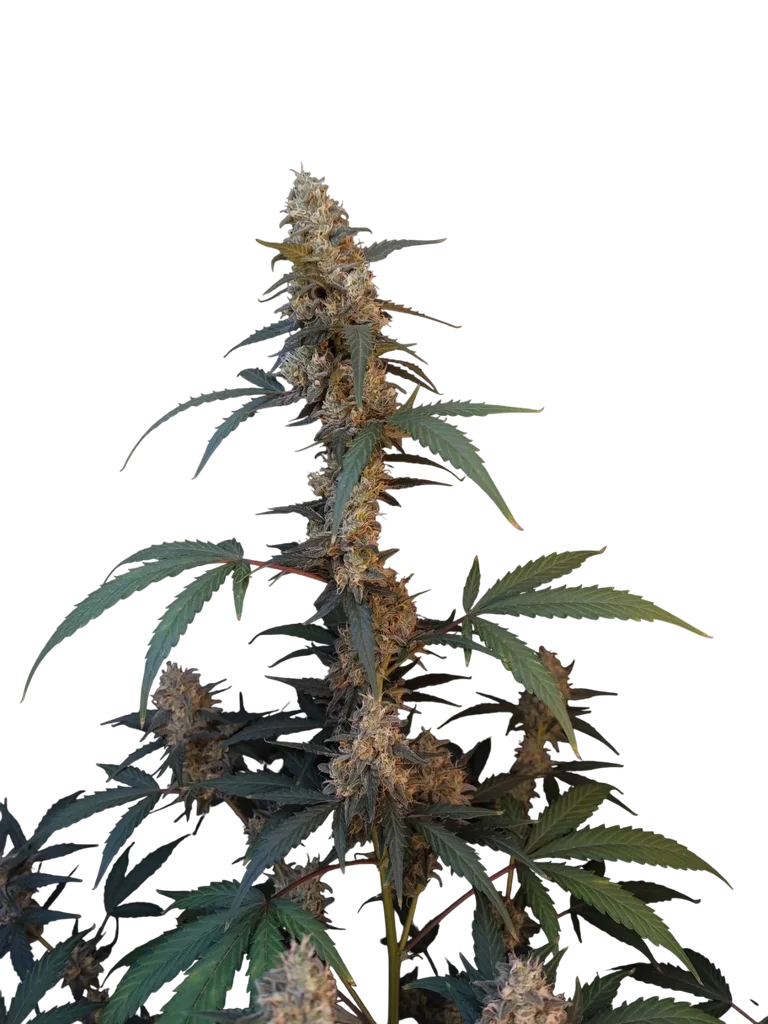 Original BubbleGum Auto – Galerieansicht