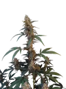Original BubbleGum Auto | AUTOFEM | Fast Buds - Freigestellt 2026-10-08