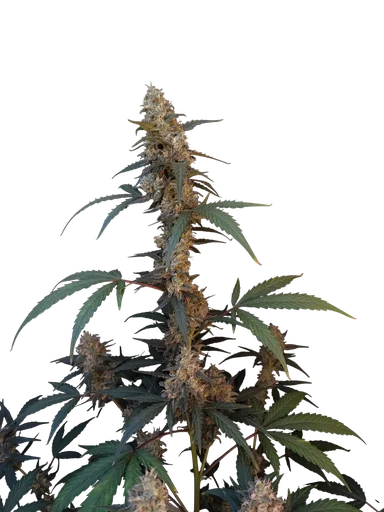 Original BubbleGum Auto | AUTOFEM | Fast Buds - Freigestellt 2026-10-08