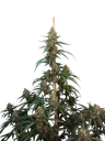 Original Cheese Auto | AUTOFEM | Fast Buds - Freigestellt 2026-10-08