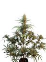 Original Jack Herer Auto | AUTOFEM | Fast Buds - Freigestellt 2026-10-08