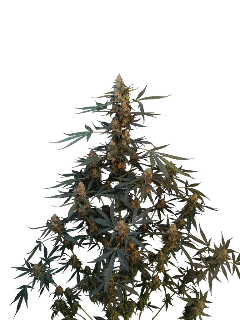 Original Northern Lights Auto – Galerieansicht