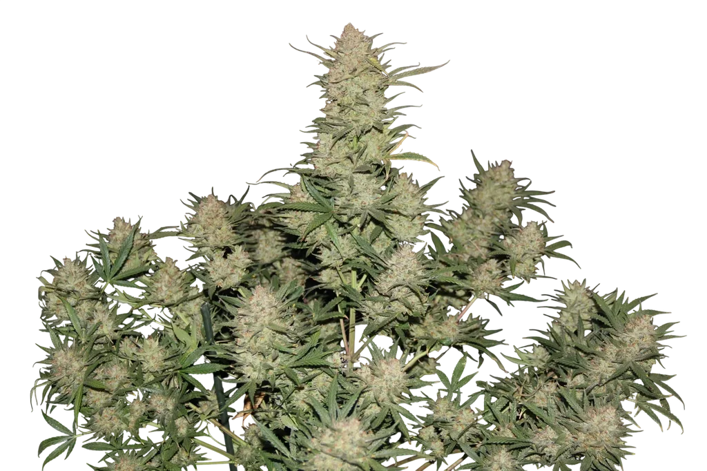 Original OG Kush Auto – Galerieansicht