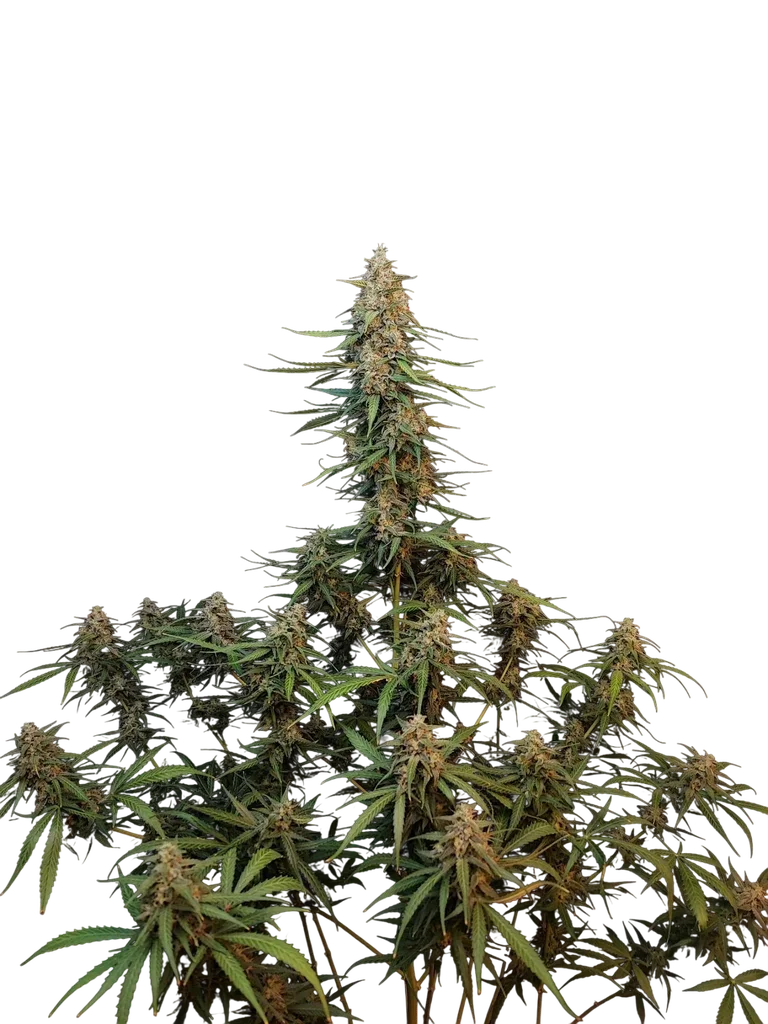 Original Sour Diesel Auto – Galerieansicht