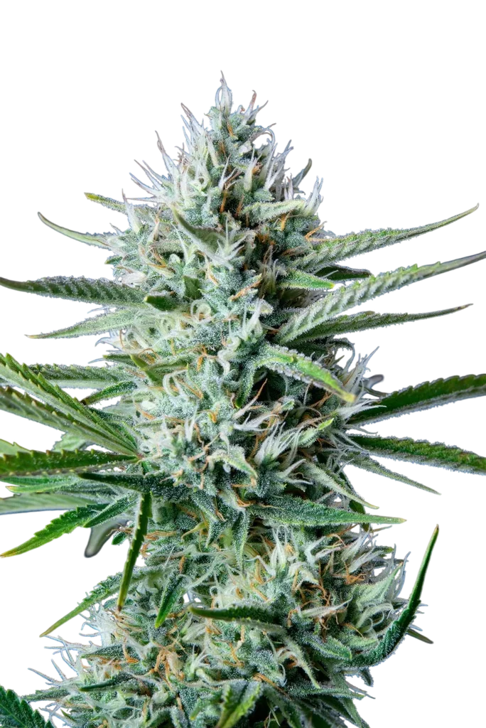Original White Widow Auto – Galerieansicht