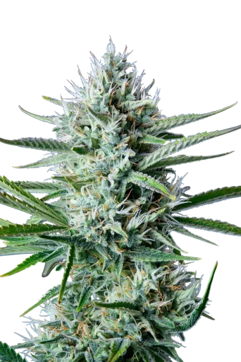 Original White Widow Auto | AUTOFEM | Fast Buds - Freigestellt 2026-10-08