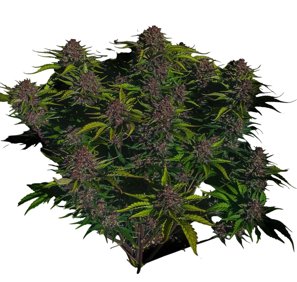 Purple Haze Auto – Galerieansicht