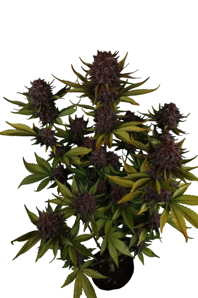 Purple Lemonade Auto – Galerieansicht