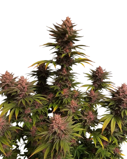 Purple Lemonade FAST | PHOTOFEM | Fast Buds - Freigestellt 2026-10-08
