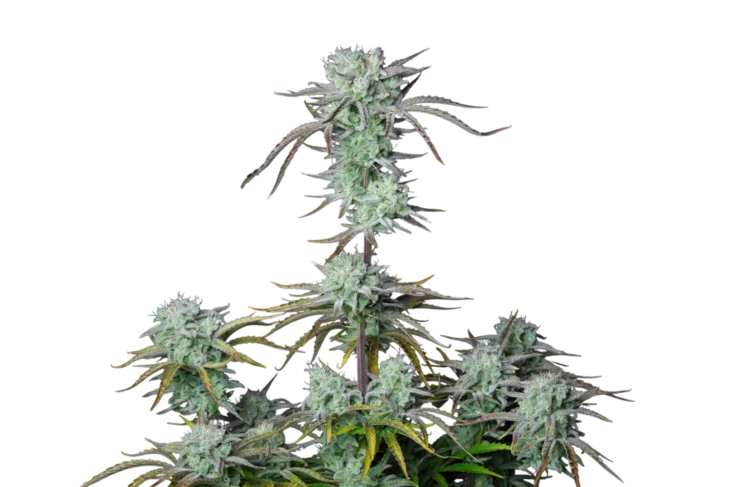 Strawberry Banana Auto – Galerieansicht