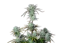 Strawberry Banana Auto | AUTOFEM | Fast Buds - Freigestellt 2026-10-08