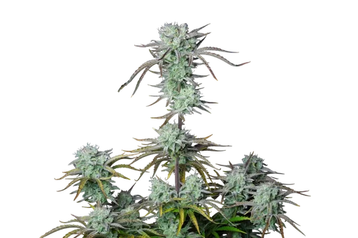 Strawberry Banana Auto | AUTOFEM | Fast Buds - Freigestellt 2026-10-08