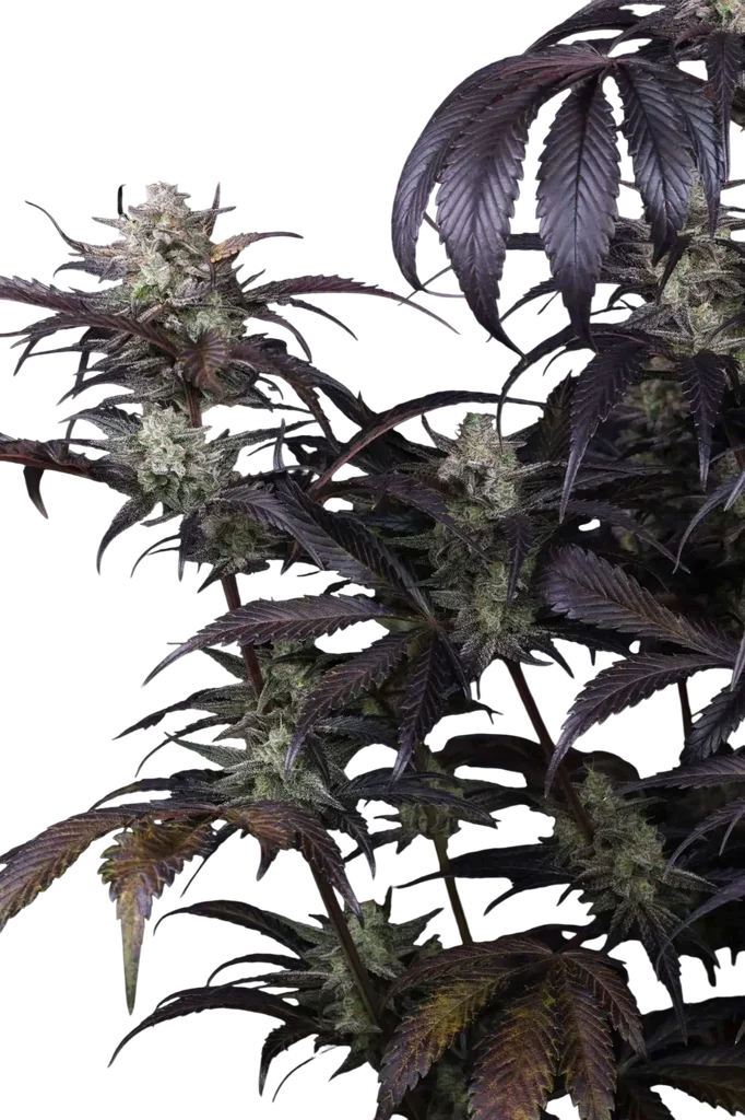 Strawberry Gorilla Auto – Galerieansicht