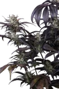 Strawberry Gorilla Auto | AUTOFEM | Fast Buds - Freigestellt 2026-10-08