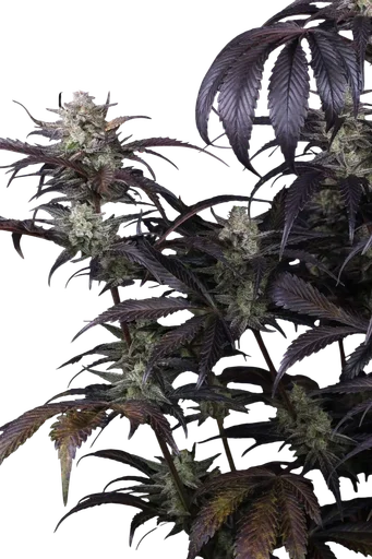 Strawberry Gorilla Auto | AUTOFEM | Fast Buds - Freigestellt 2026-10-08