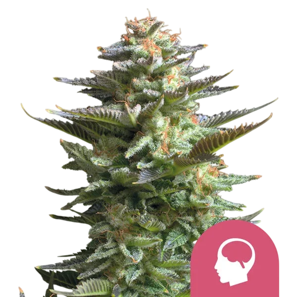 Amnesia Haze – Galerieansicht