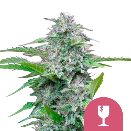 Critical | PHOTOFEM | Royal Queen Seeds - Freigestellt 2026-10-09