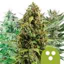 Mix Auto | AUTOFEM | Royal Queen Seeds - Freigestellt 2026-10-09