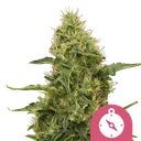 Northern Light | PHOTOFEM | Royal Queen Seeds - Freigestellt 2026-10-09