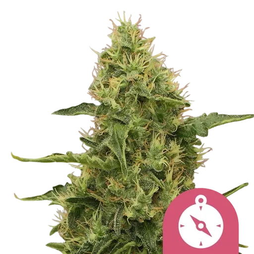 Northern Light | PHOTOFEM | Royal Queen Seeds - Freigestellt 2026-10-09