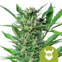 Royal Dwarf Auto | AUTOFEM | Royal Queen Seeds - Freigestellt 2026-10-09