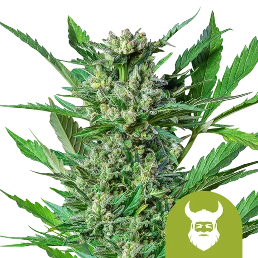 Royal Dwarf Auto | AUTOFEM | Royal Queen Seeds - Freigestellt 2026-10-09